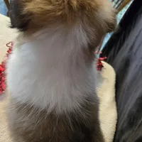 Lucas, a male Shetland Sheepdog for sale in Unity, WI – Photo 6 of 10