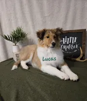 Lucas, a male Shetland Sheepdog for sale in Unity, WI – Photo 4 of 10