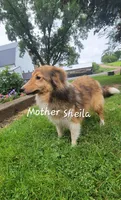 Lucas, a male Shetland Sheepdog for sale in Unity, WI – Photo 7 of 8