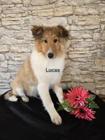 Lucas, a male Shetland Sheepdog for sale in Unity, WI – Photo 2 of 8