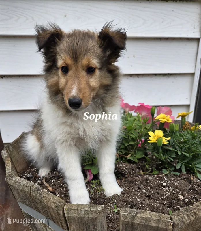 Sophia – Shetland Sheepdog puppy for sale in Unity, WI