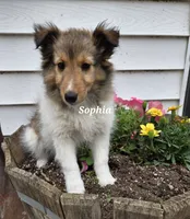 Sophia, a female Shetland Sheepdog for sale in Unity, WI – 1 of 6