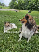 Sophia, a female Shetland Sheepdog for sale in Unity, WI – 5 of 6