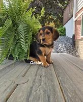 Oakley, a female Shetland Sheepdog and Basset Hound for sale in Unity, WI – 6 of 6