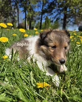 Sophia, a female Shetland Sheepdog for sale in Unity, WI – 2 of 5