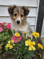 Shari, a female Shetland Sheepdog for sale in Unity, WI – 2 of 8
