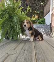 Olivia, a female Shetland Sheepdog and Basset Hound for sale in Unity, WI – 2 of 5