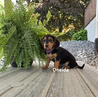 Oneida, a female Shetland Sheepdog and Basset Hound for sale in Unity, WI – 4 of 6