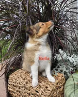 Bella, a female Shetland Sheepdog for sale in Unity, WI – 4 of 6