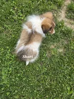 Shari, a female Shetland Sheepdog for sale in Unity, WI – 7 of 8