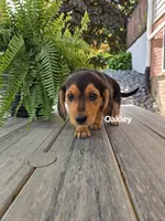 Oakley, a female Shetland Sheepdog and Basset Hound for sale in Unity, WI – 3 of 6