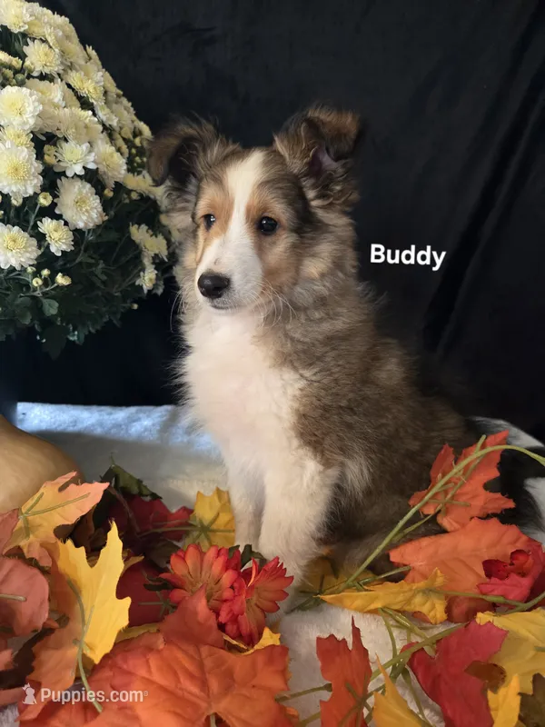 Buddy – Shetland Sheepdog puppy for sale in Unity, WI