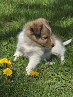 Shari, a female Shetland Sheepdog for sale in Unity, WI – 3 of 6