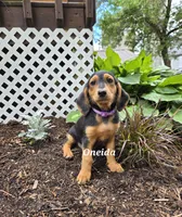 Oneida, a female Shetland Sheepdog and Basset Hound for sale in Unity, WI – 2 of 8