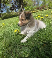 Shari, a female Shetland Sheepdog for sale in Unity, WI – 2 of 6