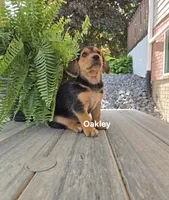 Oakley, a female Shetland Sheepdog and Basset Hound for sale in Unity, WI – 2 of 6