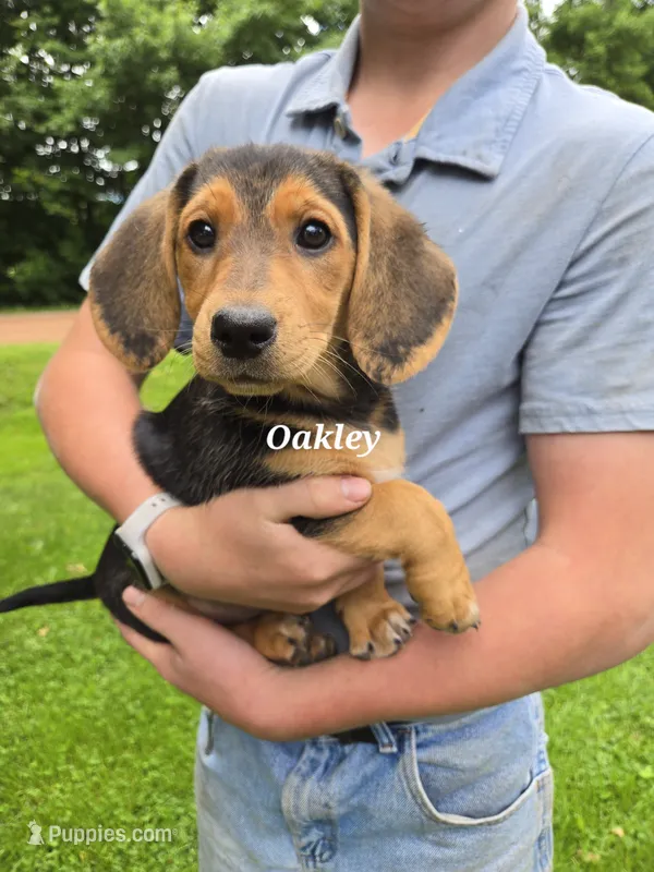 Oakley – Shetland Sheepdog, Basset Hound puppy for sale in Unity, WI