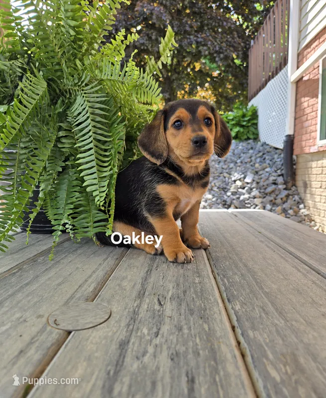 Oakley – Shetland Sheepdog, Basset Hound puppy for sale in Unity, WI