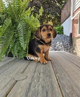 Oakley, a female Shetland Sheepdog and Basset Hound for sale in Unity, WI – 1 of 6