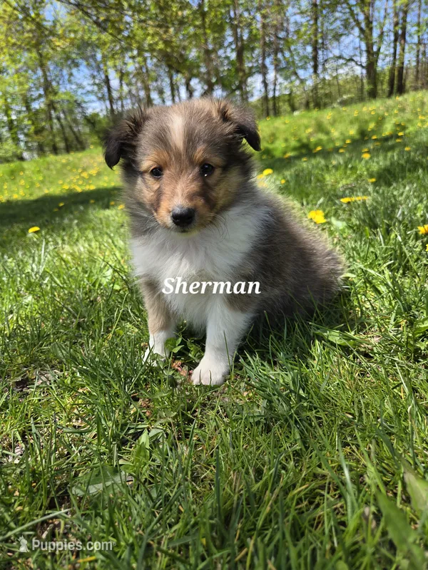 Sherman – Shetland Sheepdog puppy for sale in Unity, WI