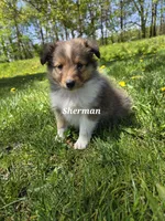 Sherman, a male Shetland Sheepdog for sale in Unity, WI – 6 of 6