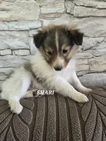 Shari, a female Shetland Sheepdog for sale in Unity, WI – 6 of 6