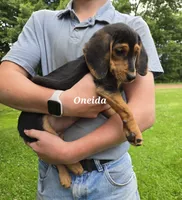 Oneida, a female Shetland Sheepdog and Basset Hound for sale in Unity, WI – 5 of 8