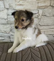 Sophia, a female Shetland Sheepdog for sale in Unity, WI – 4 of 5