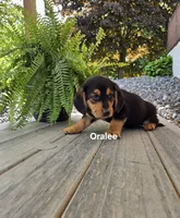 Oralee, a female Shetland Sheepdog and Basset Hound for sale in Unity, WI – 3 of 4