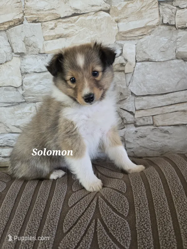 Solomon, a male Shetland Sheepdog for sale in Unity, WI – 1 of 3