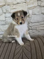 Solomon, a male Shetland Sheepdog for sale in Unity, WI – 1 of 3