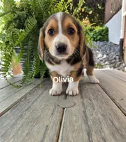 Olivia, a female Shetland Sheepdog and Basset Hound for sale in Unity, WI – 3 of 5