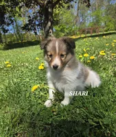 Shari, a female Shetland Sheepdog for sale in Unity, WI – 1 of 6