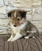 Sherman, a male Shetland Sheepdog for sale in Unity, WI – 5 of 6