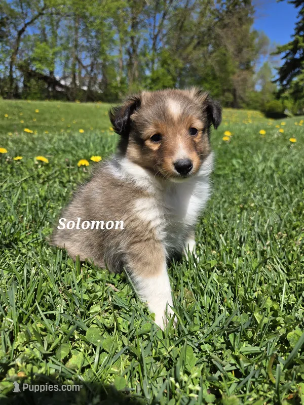 Solomon – Shetland Sheepdog puppy for sale in Unity, WI