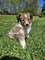 Solomon, a male Shetland Sheepdog for sale in Unity, WI – 3 of 3