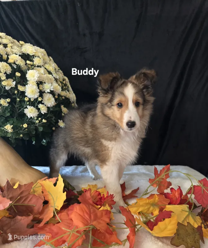 Buddy – Shetland Sheepdog puppy for sale in Unity, WI