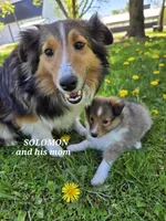 Solomon, a male Shetland Sheepdog for sale in Unity, WI – 2 of 3
