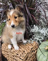 Bella, a female Shetland Sheepdog for sale in Unity, WI – 3 of 6