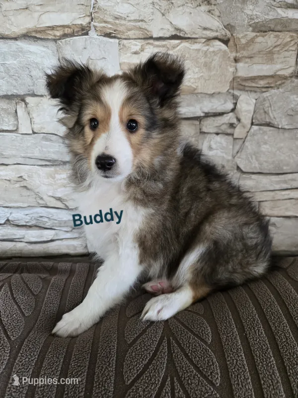 Buddy – Shetland Sheepdog puppy for sale in Unity, WI