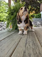 Olivia, a female Shetland Sheepdog and Basset Hound for sale in Unity, WI – 5 of 5