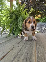 Olivia, a female Shetland Sheepdog and Basset Hound for sale in Unity, WI – 4 of 5