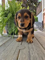 Oliver, a male Shetland Sheepdog and Basset Hound for sale in Unity, WI – 3 of 5