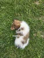 Sophia, a female Shetland Sheepdog for sale in Unity, WI – 4 of 6
