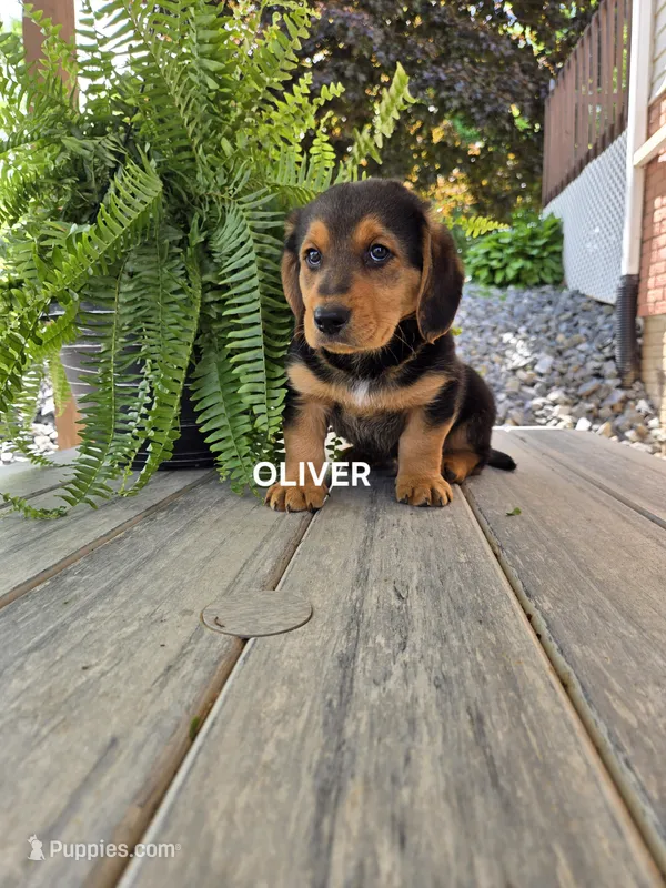 Oliver – Shetland Sheepdog, Basset Hound puppy for sale in Unity, WI