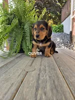 Oliver, a male Shetland Sheepdog and Basset Hound for sale in Unity, WI – 5 of 5