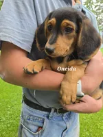 Oneida, a female Shetland Sheepdog and Basset Hound for sale in Unity, WI – 1 of 8
