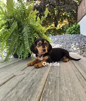 Oneida, a female Shetland Sheepdog and Basset Hound for sale in Unity, WI – 6 of 6