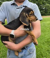 Oneida, a female Shetland Sheepdog and Basset Hound for sale in Unity, WI – 4 of 8