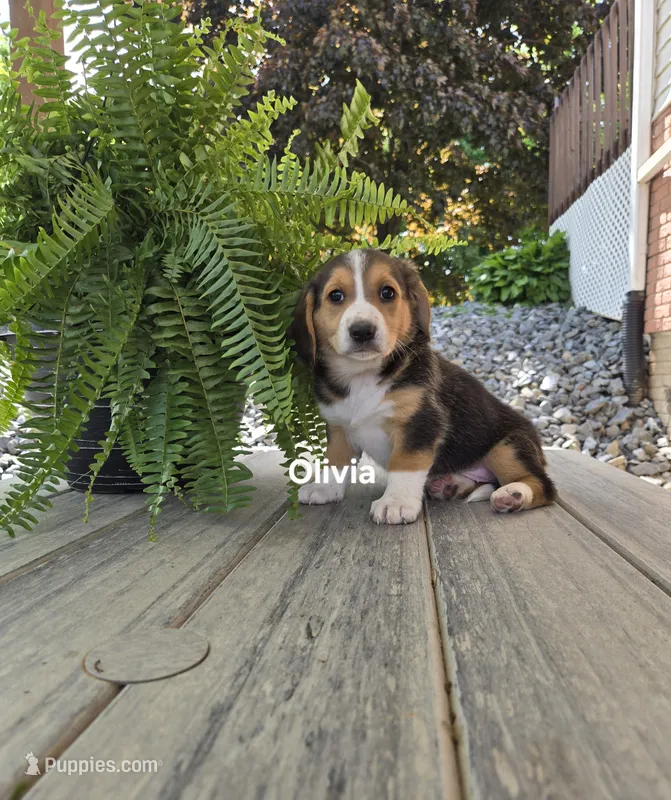 Olivia – Shetland Sheepdog, Basset Hound puppy for sale in Unity, WI